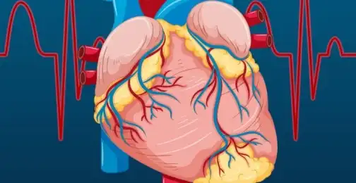 The Impact of Genistein Extract on Cardiovascular Health: A Comprehensive Review